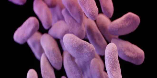 أجسامنا لا تنسى.. حبة مضاد حيوي تترك أثرها لسنوات طويلة